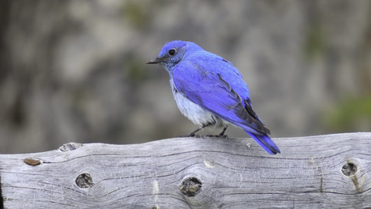 A Mountain Bluebird Perches On A Log