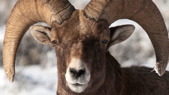 A Bighorn Sheep Ram Stares Down The Camera