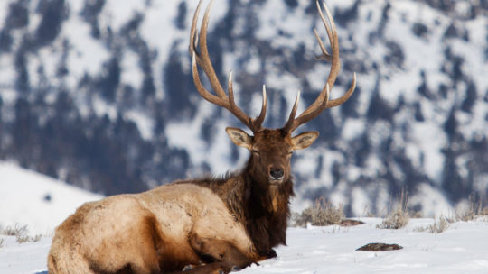 See Bull Elk in Yellowstone National Park on a Jackson Hole Wildlife Safaris