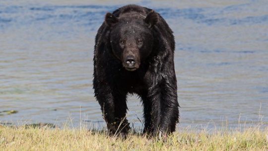 A Grizzly Bear Is Seen At The Water's Edge In Yellowstone National Park