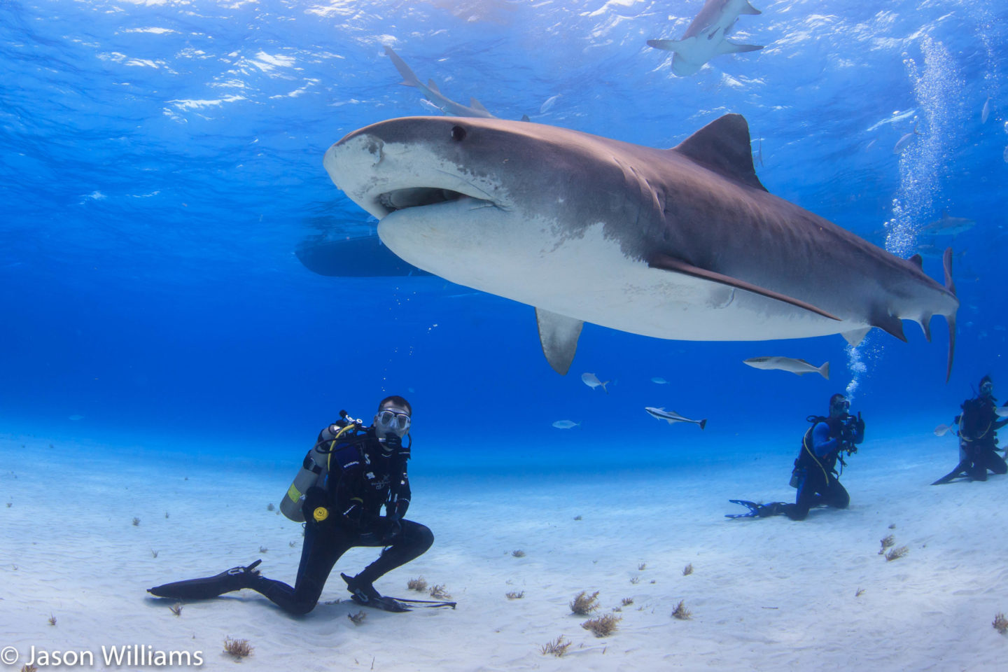 A Diver Pauses On The Sea Floor As A Large Female Tiger Shark Swims Past