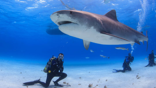 A Diver Pauses On The Sea Floor As A Large Female Tiger Shark Swims Past