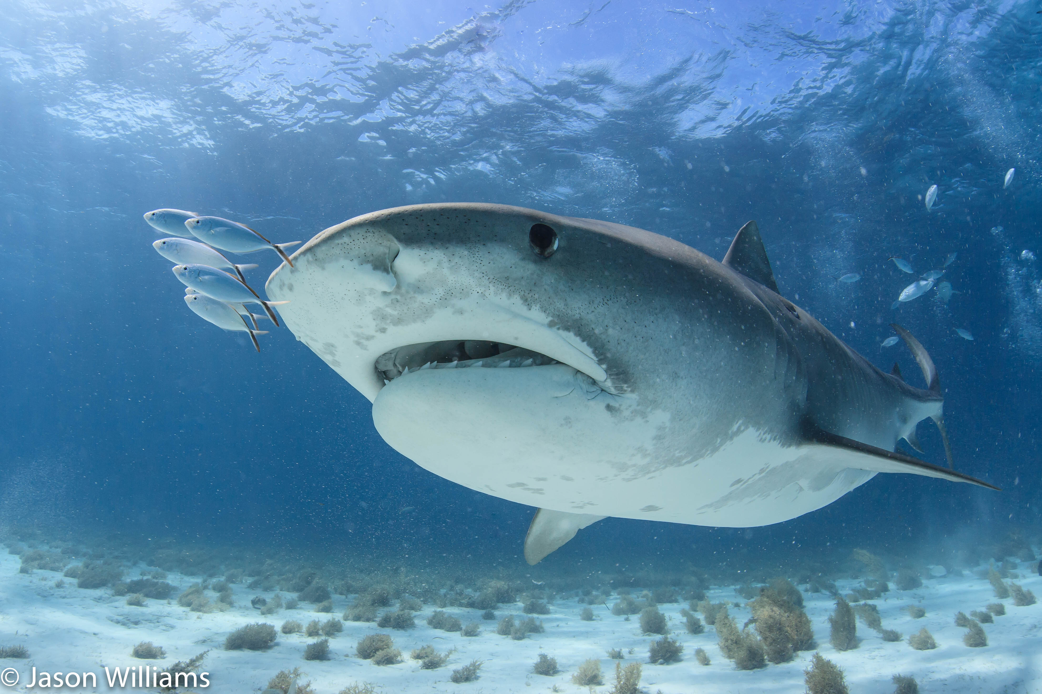 Pilot fish with shark in the Bahamas