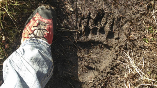 Jason Williams Measures His Shoe Size Against A Grizzly Bear Print in Grand Teton National Park