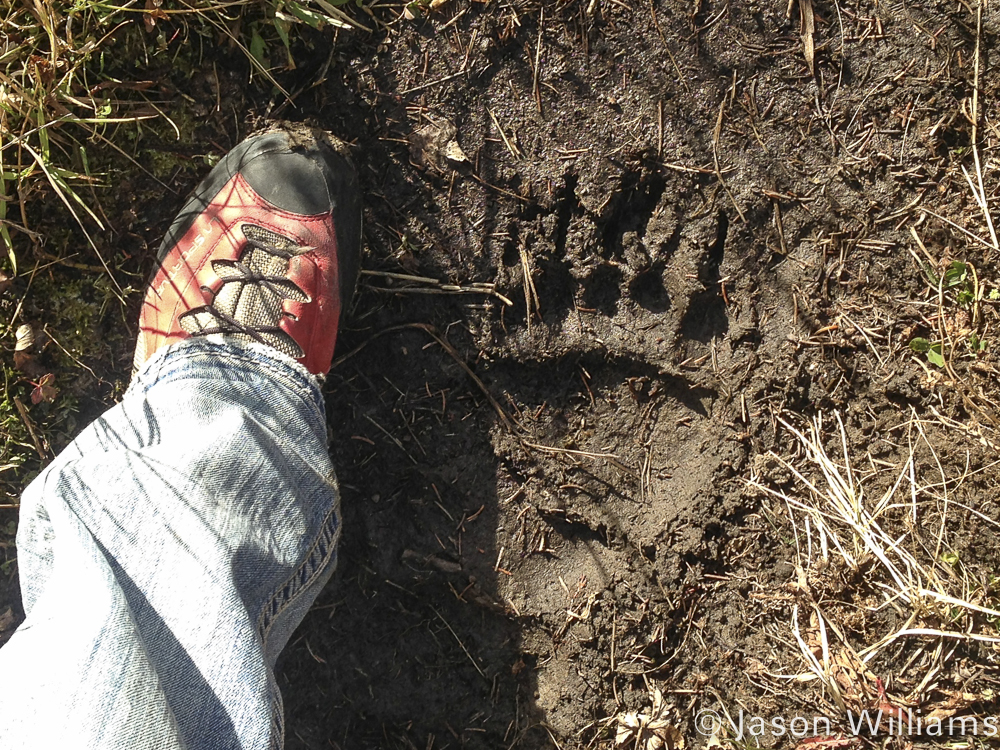 Jason Williams Measures His Shoe Size Against A Grizzly Bear Print in Grand Teton National Park