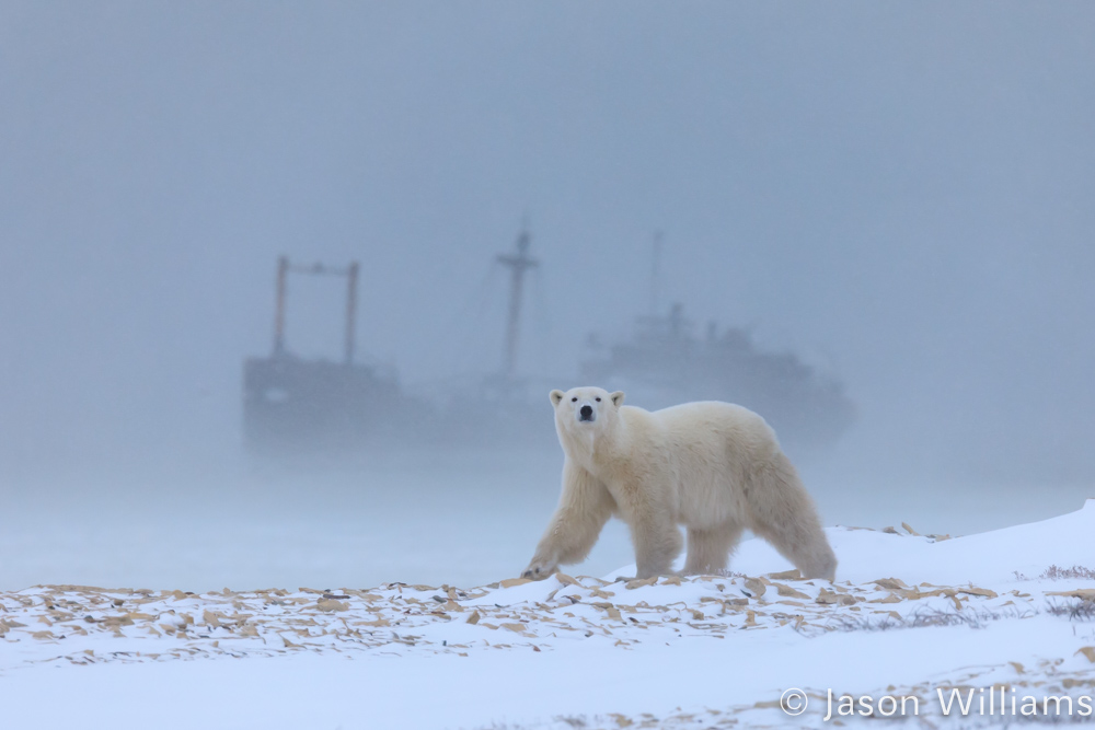Polar bear in fog with a shipwreck in the background.
