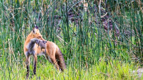 Red fox hunting in Yellowstone National Park