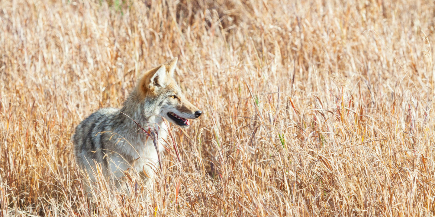 A Coyote Stands In A Field Of Brown Grasses In The Greater Yellowstone Ecosystem