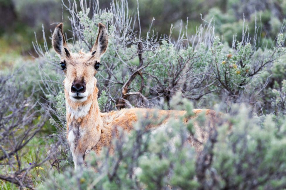 A Pronghorn Spotted Through Dense Sagebrush In Grand Teton National Park