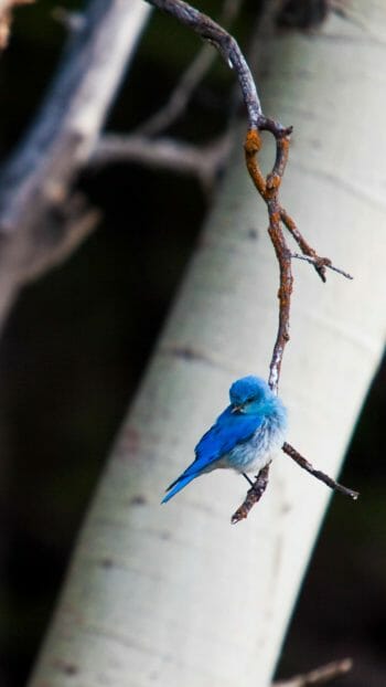 Mountain Blue bird in Grand Teton National Park