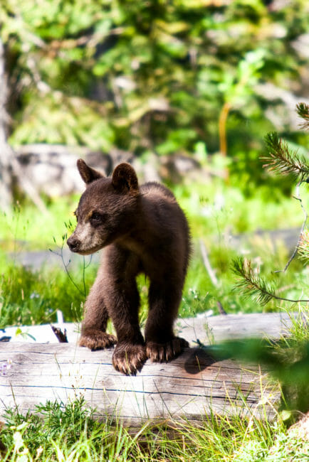 A Black Bear Cub Exploring The Forest In Grand Teton National Park