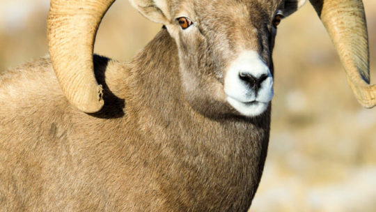 Bighorn sheep ram national elk refuge