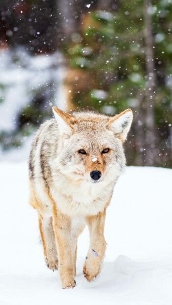 Coyote walking in Yellowstone National Park winter
