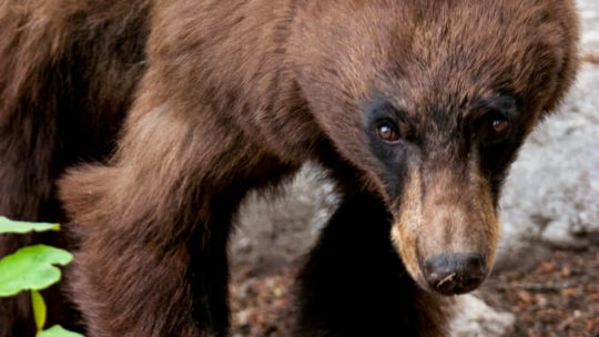 American Black Bear in Grand Teton National Park